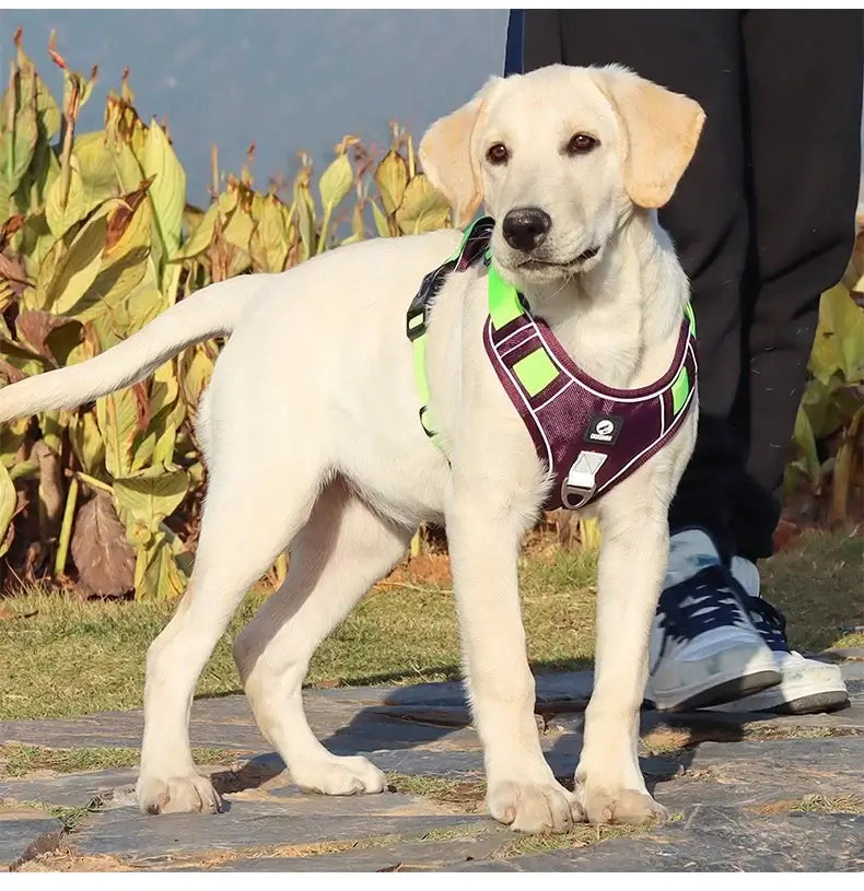 Labrador wearing adjustable reflective dog harness for walking, training, and comfort