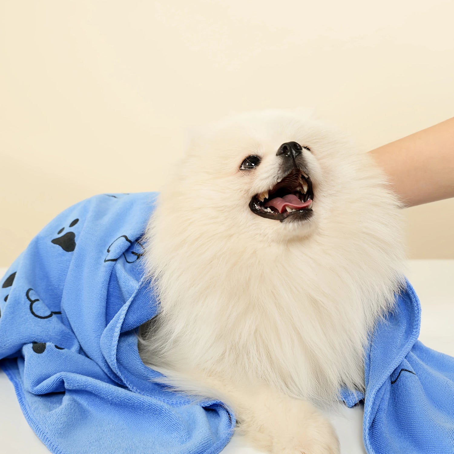 Fluffy white dog wrapped in blue paw print dog blanket, happy and playful indoors