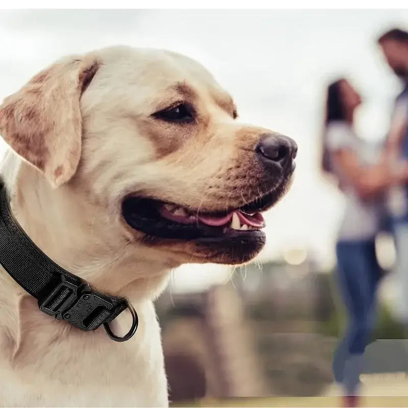 heavy duty dog training collar with handle on a Labrador wearing a black adjustable nylon training collar