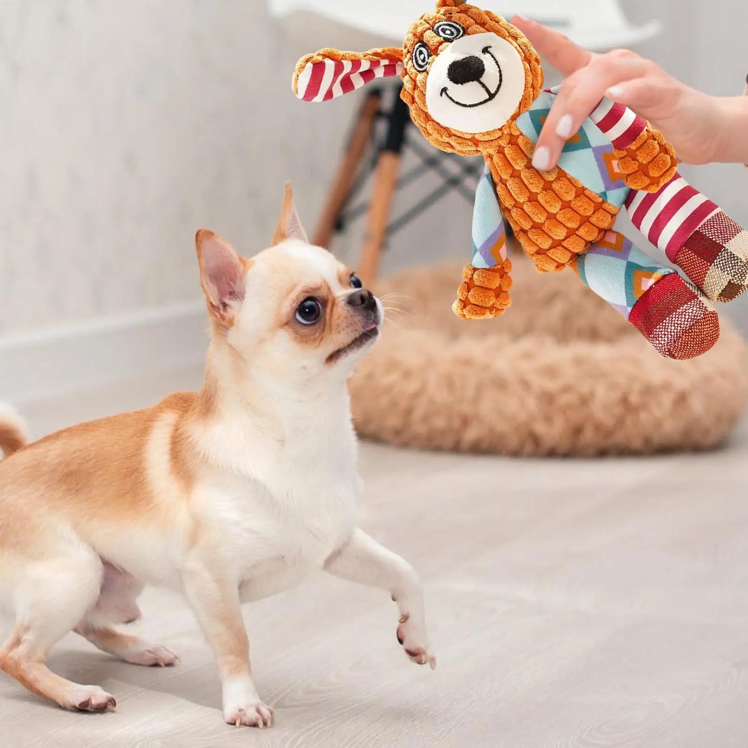 Small dog eagerly looking at colorful plush dog toy held by hand indoors