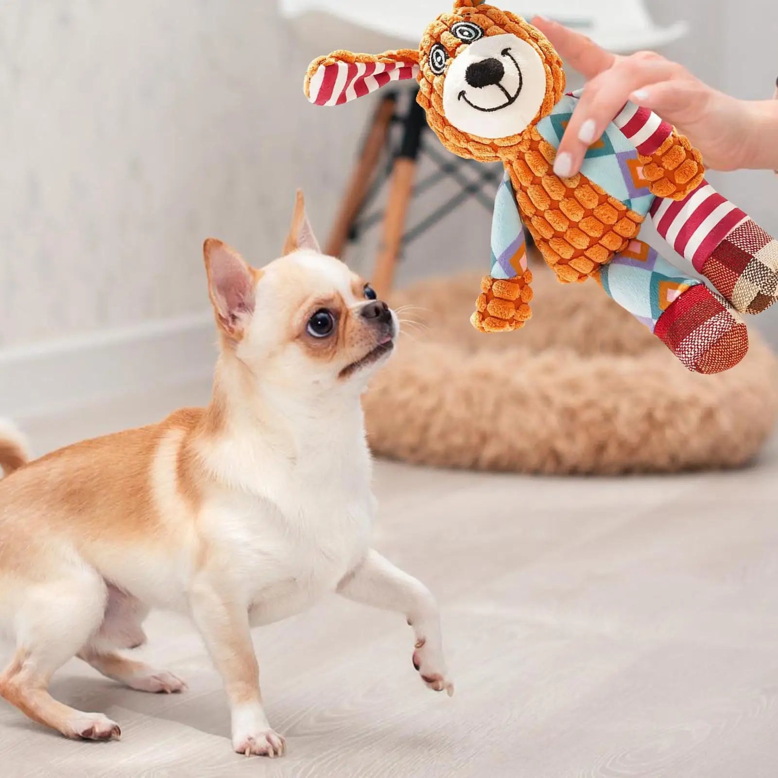 Small dog eagerly looking at colorful plush dog toy held by hand indoors