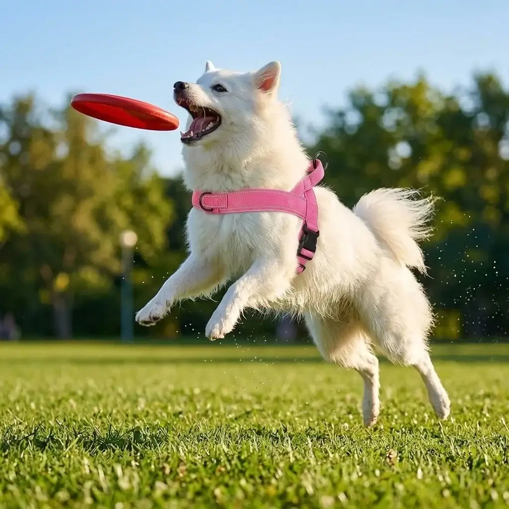 no-pull dog harness for large dogs pink adjustable padded harness on white dog playing fetch with frisbee