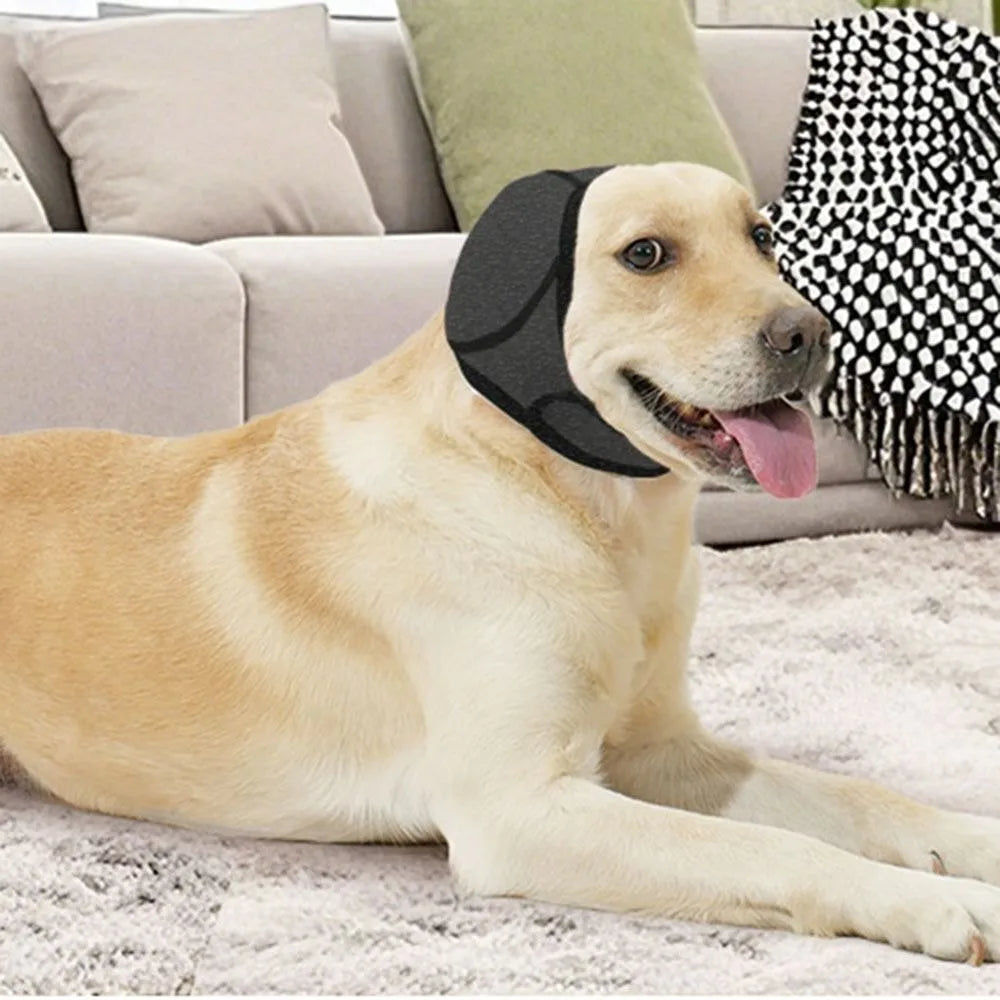 Labrador retriever wearing black dog ear cover, relaxing on living room carpet