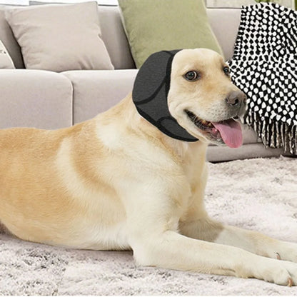 Labrador retriever wearing black dog ear cover, relaxing on living room carpet