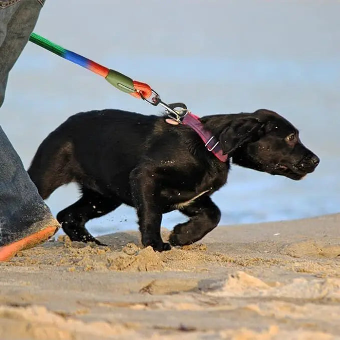 S549b54a70b3b4d2e9745b24472a5a9bfo - bestdoggylife.shop