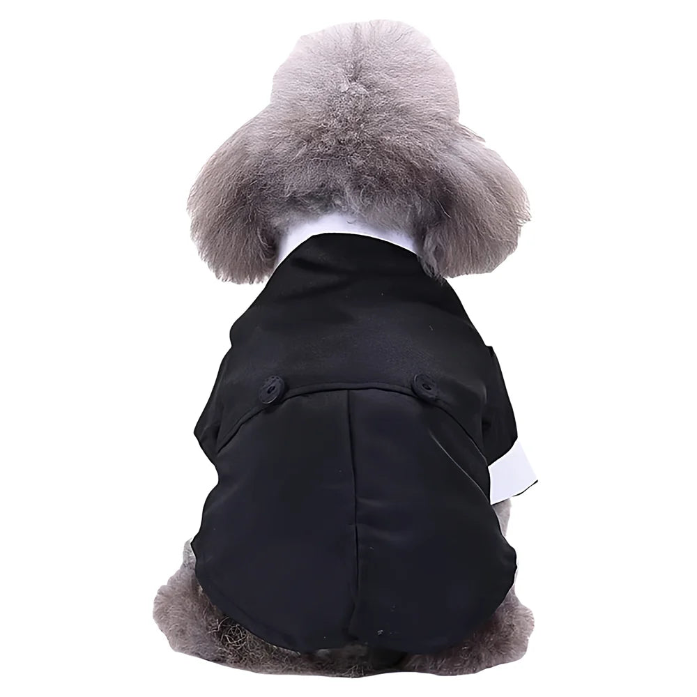 Gray poodle wearing a black dog tuxedo with white collar, shown from the back