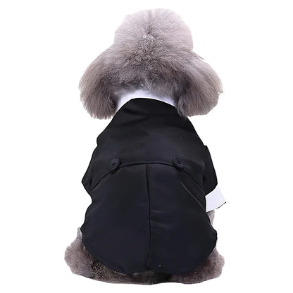 Gray poodle wearing a black dog tuxedo with white collar, shown from the back