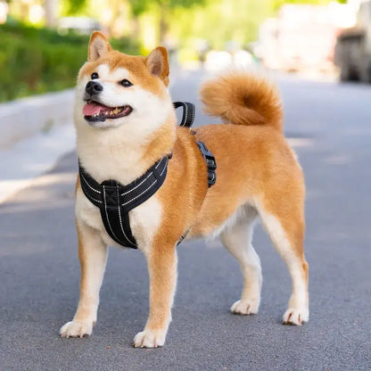 Shiba Inu wearing a no pull dog harness with handle for comfortable walking and training outdoors