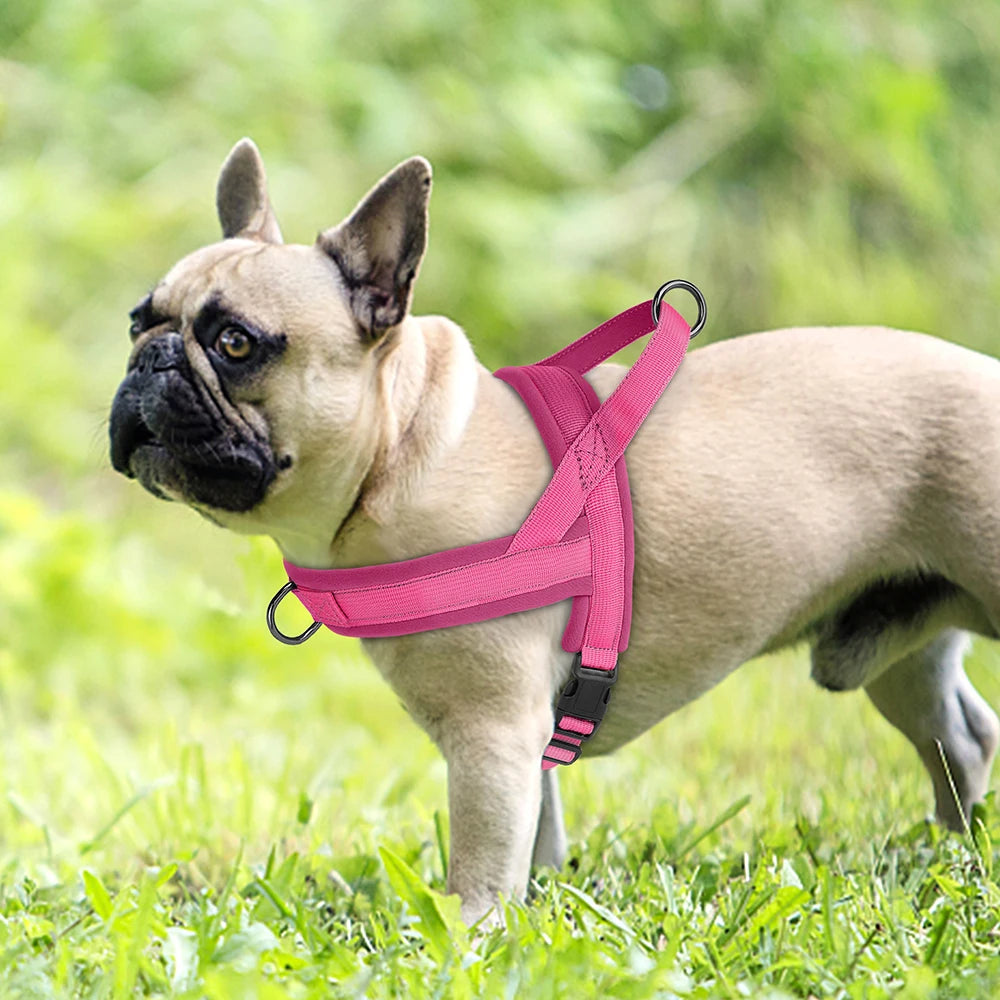 Pink no pull dog harness on small dog, padded adjustable nylon vest for comfortable everyday walks