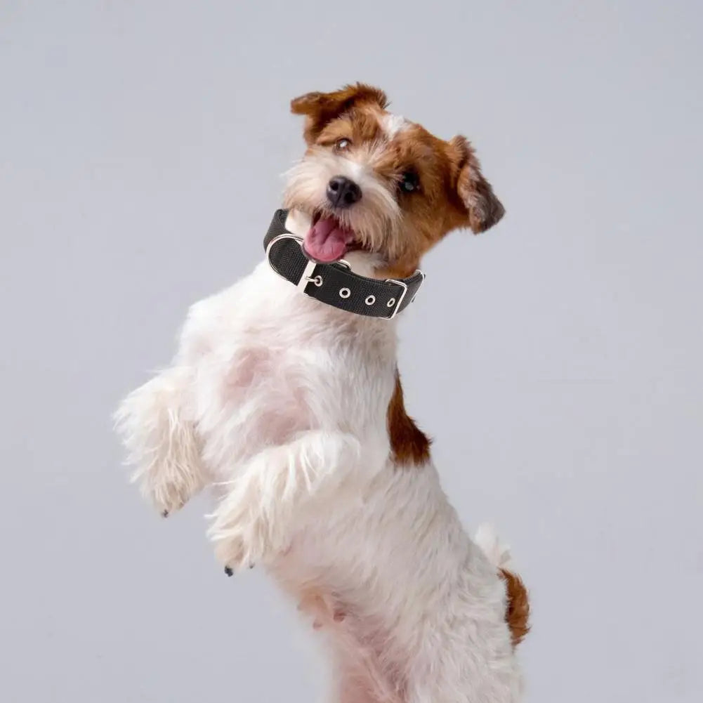 S5a550d24ecdc48a2986c9e9ce26171deJ - bestdoggylife.shop
