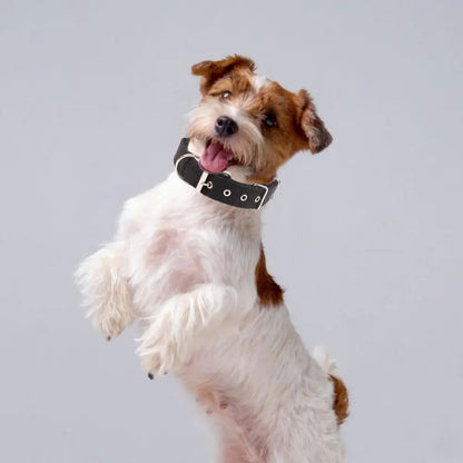 S5a550d24ecdc48a2986c9e9ce26171deJ - bestdoggylife.shop