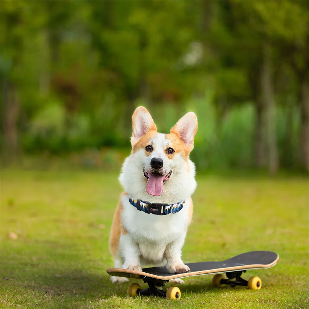 Happy corgi on skateboard wearing adjustable nylon dog collar for medium and large dogs