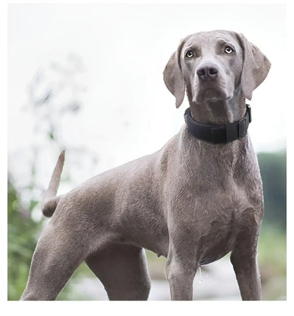 tactical dog collar for medium to large dogs on a gray dog wearing a black padded training collar