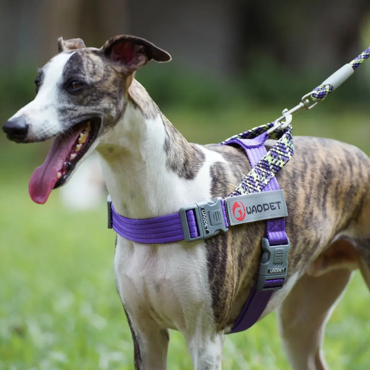 Purple no pull dog harness on a medium large dog, reflective durable nylon with leash attachment for daily walking