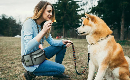 Woman training Akita dog outdoors with treat and leash, wearing a dog walking waist bag