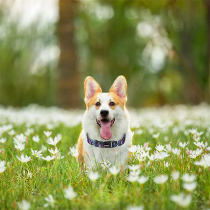 adjustable nylon dog collar on a corgi in a flower field, printed pet collar for medium and large dogs