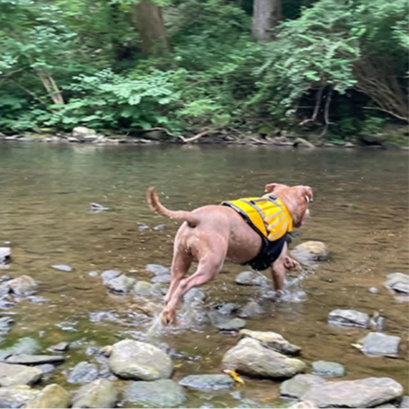 reflective adjustable dog life jacket for large dogs swimming in a rocky creek for safety and buoyancy