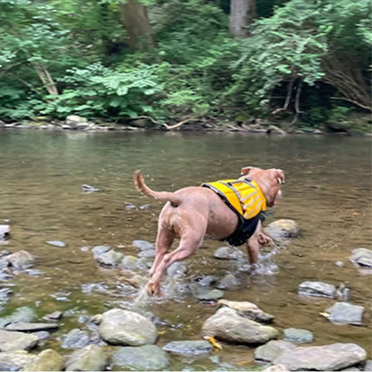 reflective adjustable dog life jacket for large dogs swimming in a rocky creek for safety and buoyancy