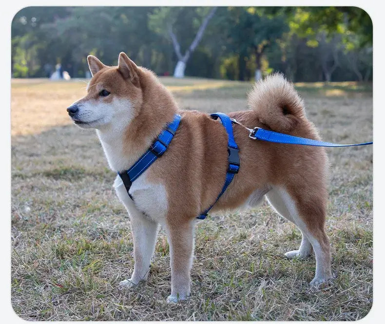 Shiba Inu wearing a blue dog harness vest with leash for outdoor walking and training