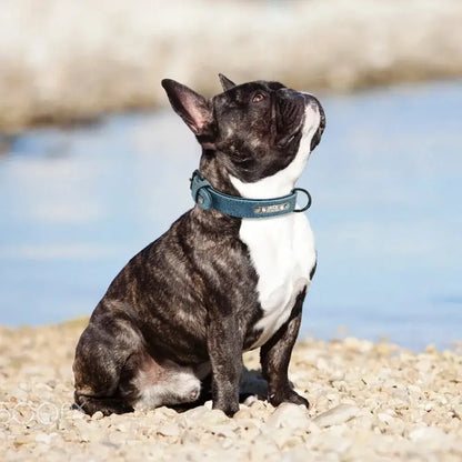 personalized leather dog collar on a French bulldog wearing a blue custom name ID collar outdoors