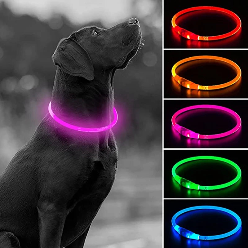 Led Usb Dog Collar Pet Dog Night Luminous Charge Collar Pet Dog wearing a colorful glowing collar for night visibility.