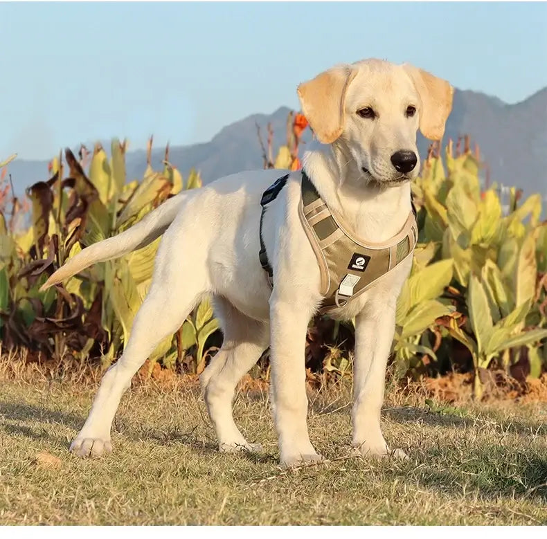 adjustable reflective dog harness for Labrador, comfortable vest-style training harness for medium and large dogs