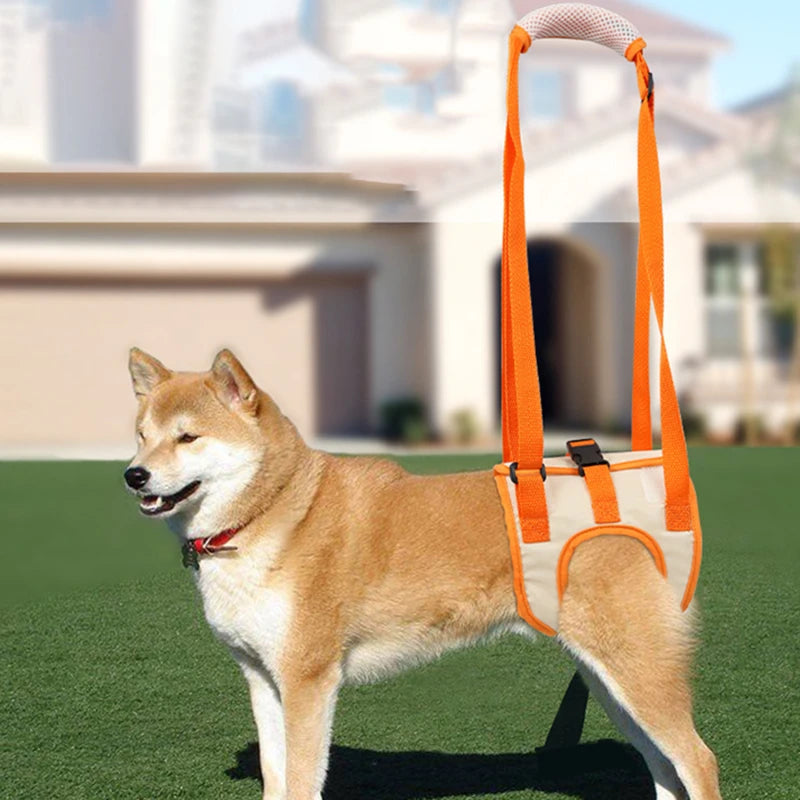 Dog Balance Support Belt Dog Hind Legs Auxiliary Belt For Recovery Disability Leg Brace Hind Leg Help Walking Harness on a dog