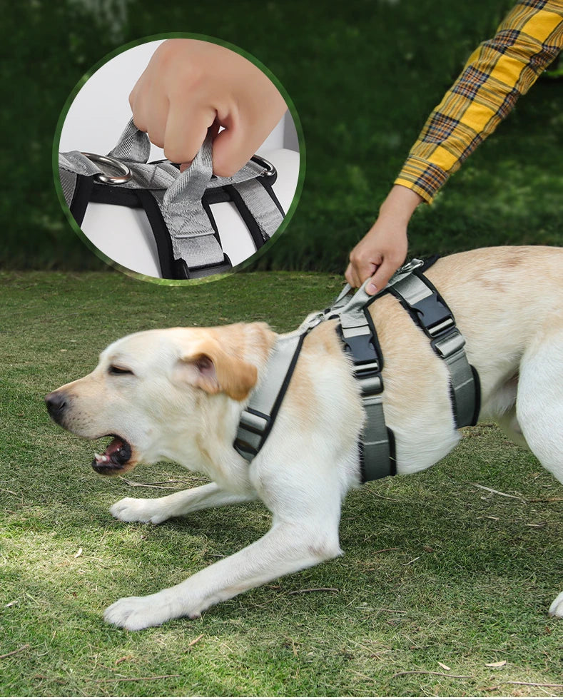 Adjustable no-pull dog harness on active Labrador outdoors, close-up of handle grip inset