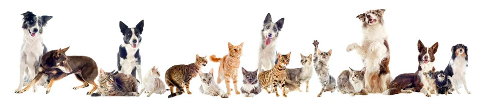Group of dogs and cats of various breeds sitting together on white background, pet companionship