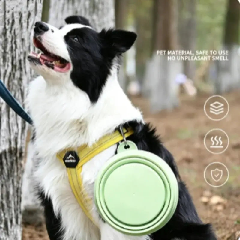 Black and white dog wearing collapsible pet travel bowl on harness for portable outdoor water and feeding