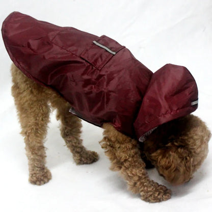 Small curly-haired dog wearing a maroon waterproof dog raincoat with hood