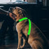 LED dog harness glowing green on a dog for nighttime safety and visibility