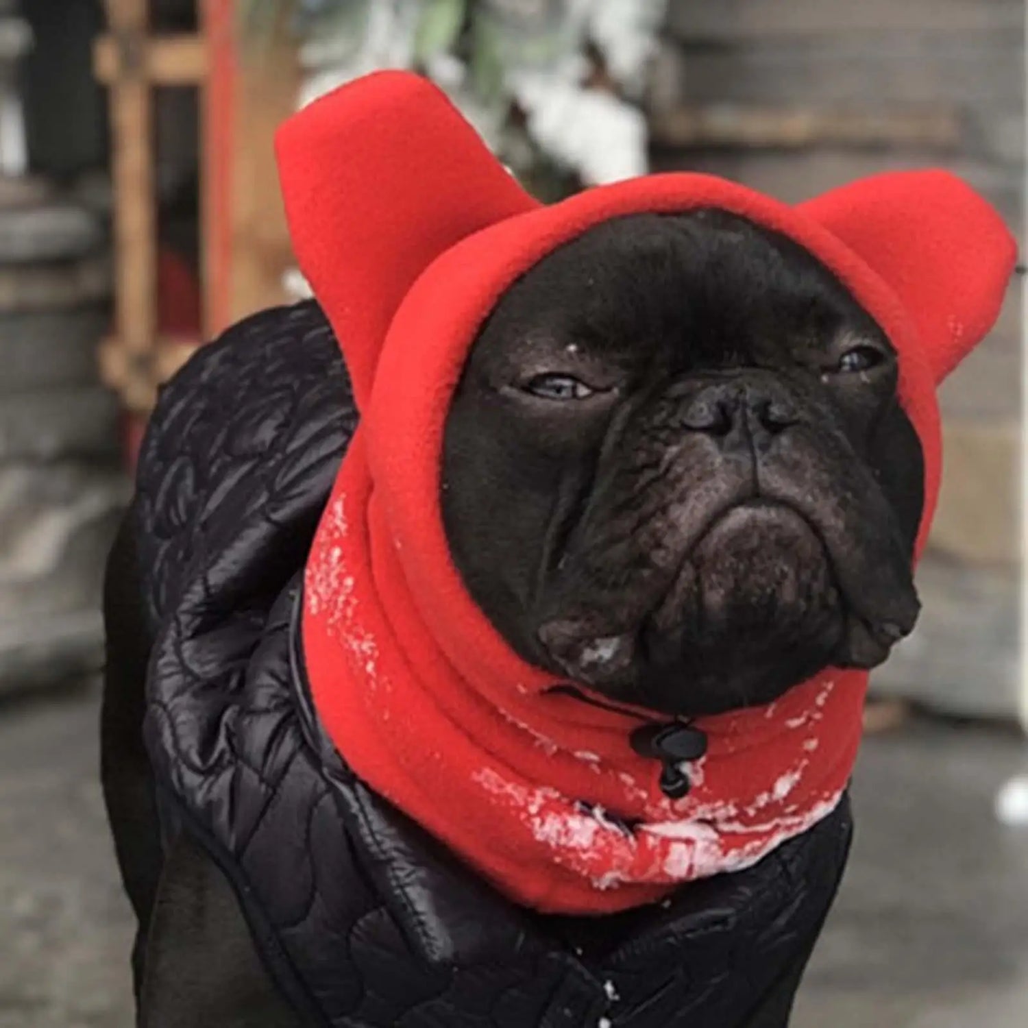 French Bulldog in red fleece hat with ear covers and black quilted dog jacket in winter.