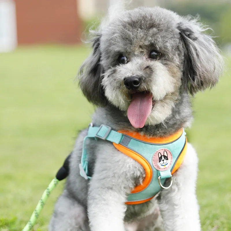 Gray small dog wearing adjustable dog harness leash set outdoors for comfortable everyday walking and training