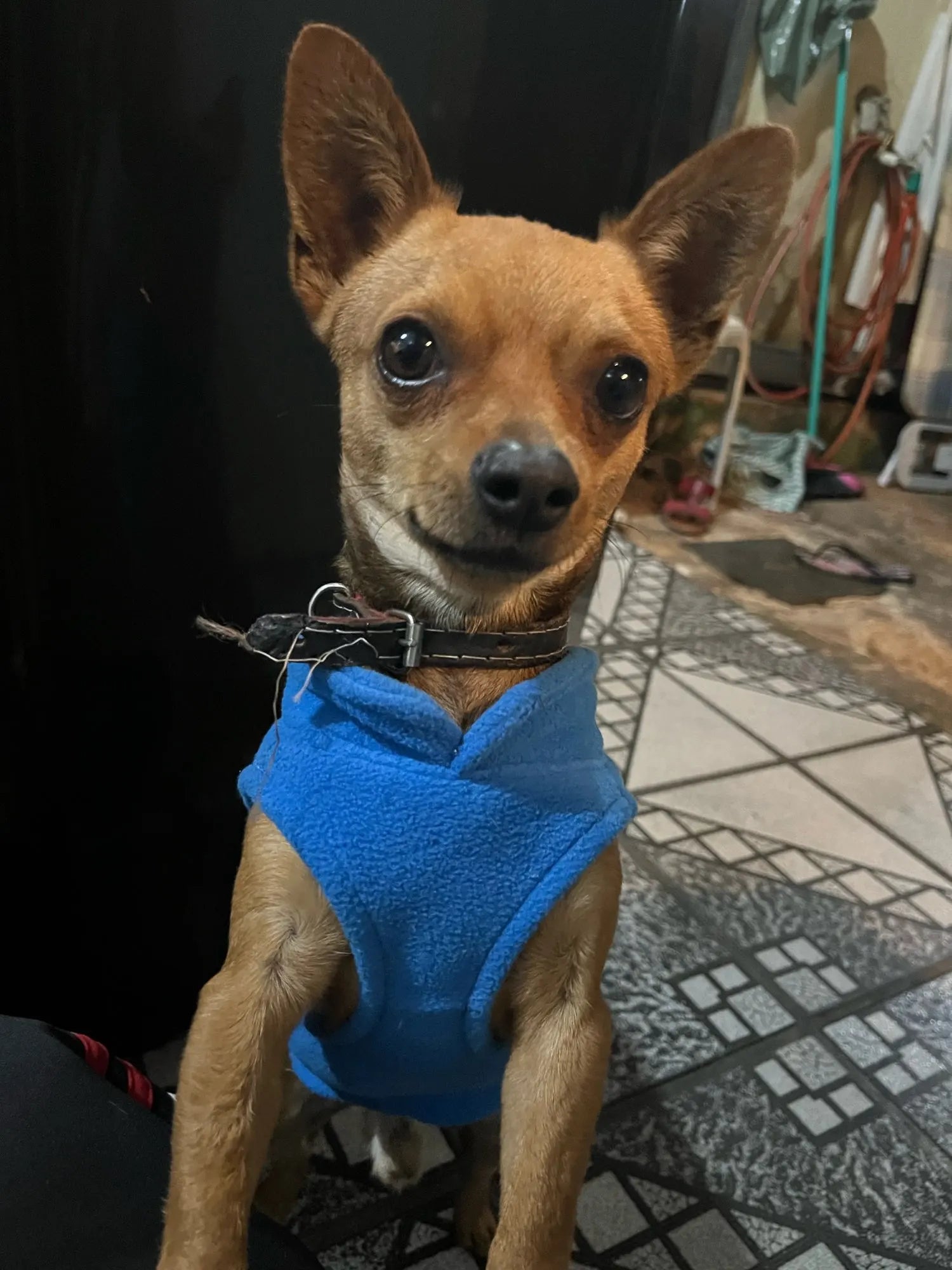 S79429039879146e3a2a9b6b576ac8021V - bestdoggylife.shop