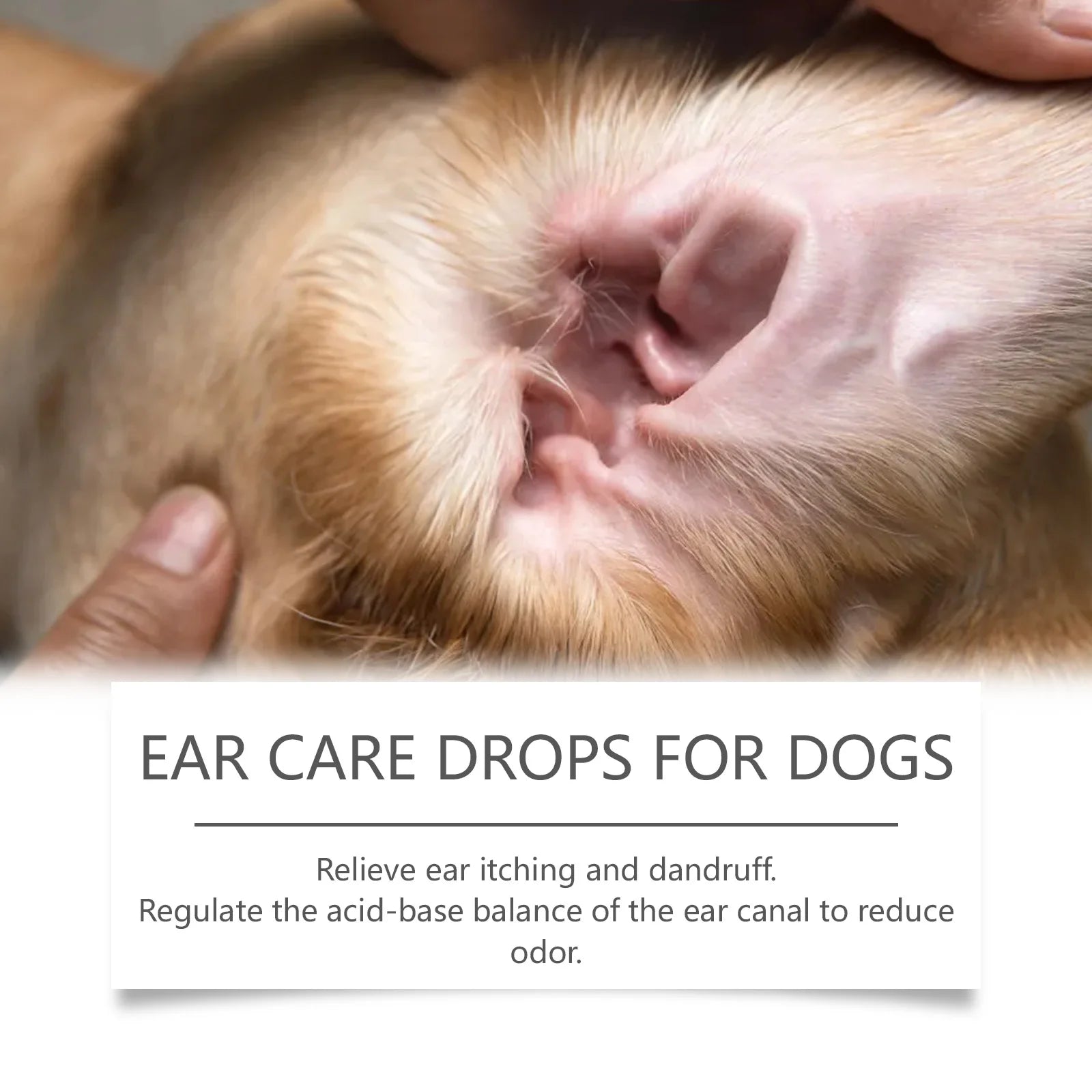 Close-up of a dog&