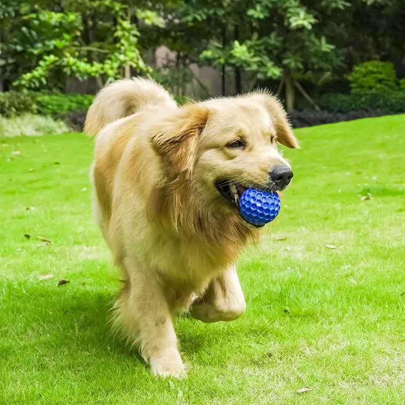 Golden dog playing outside with blue textured dog toy ball in grassy yard