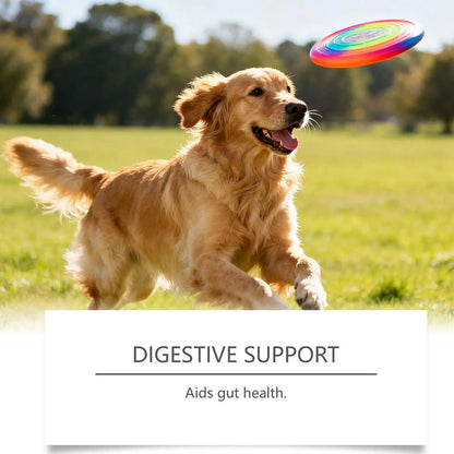 Golden retriever playing with colorful frisbee outdoors, digestive support for dogs, gut health