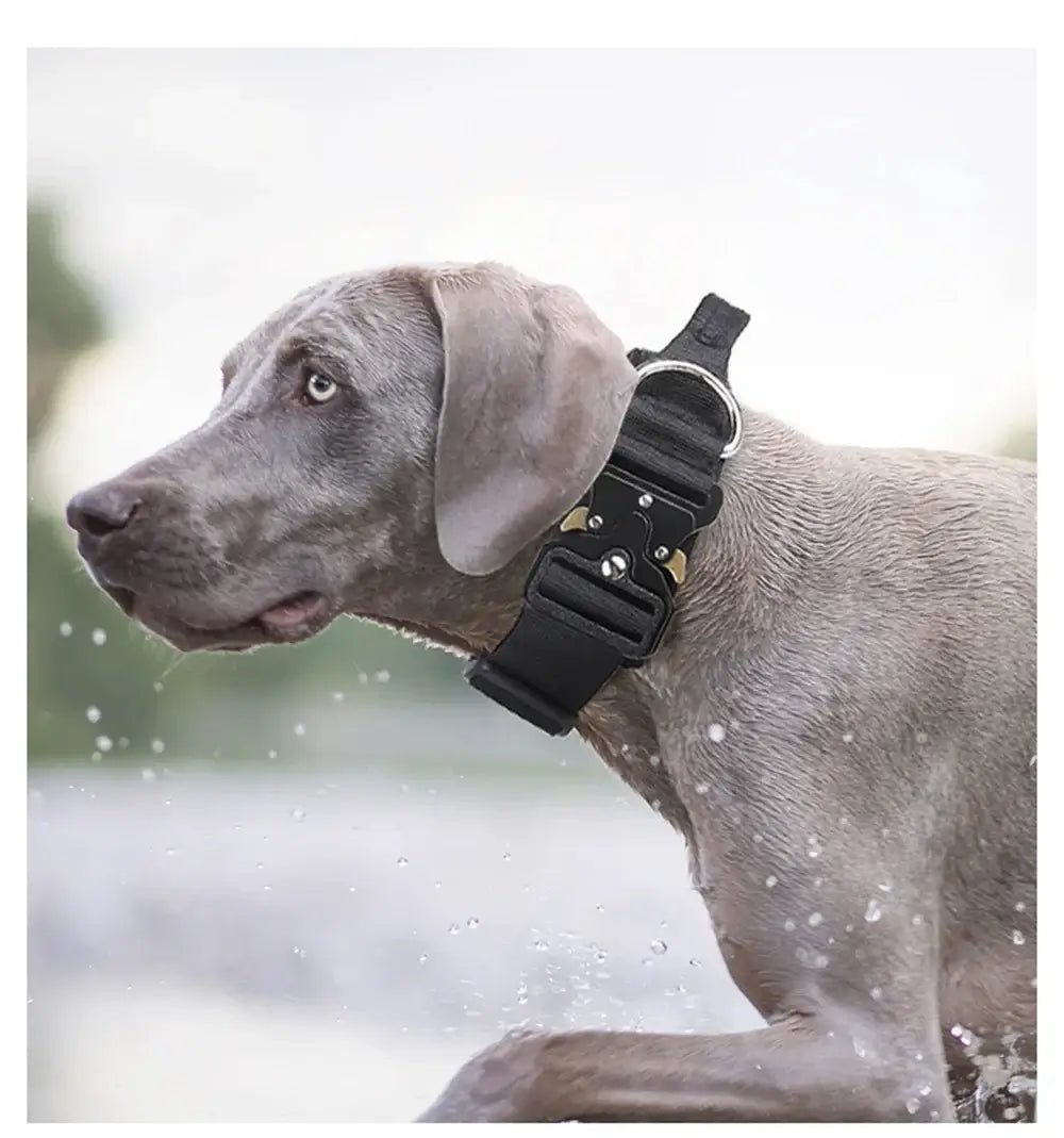 tactical dog collar for medium to large dogs on gray dog for training, control, and comfort