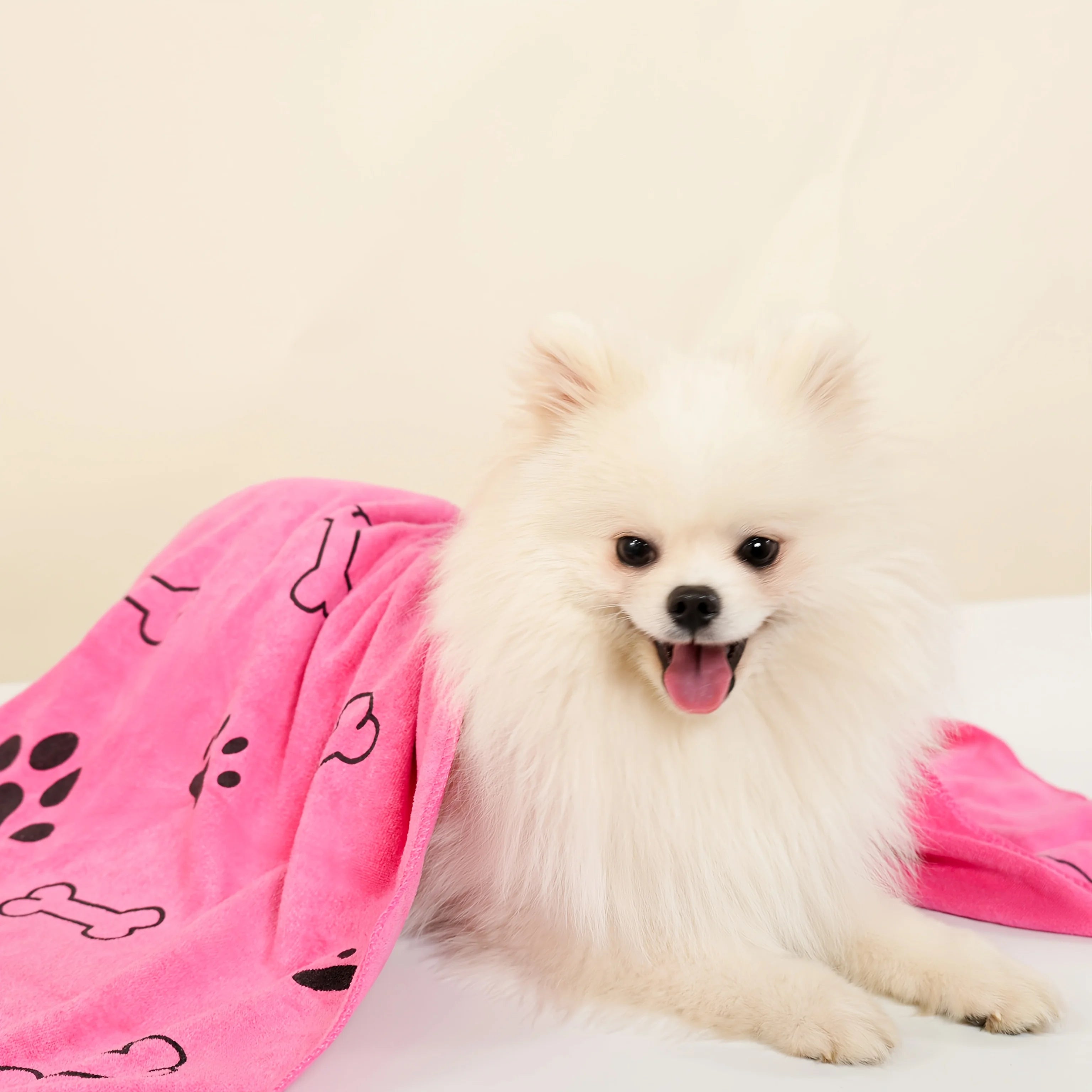 Fluffy white dog under pink dog blanket with bone and paw print pattern