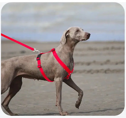 adjustable dog harness red H-shaped nylon dog harness on a grey dog walking outdoors on the beach