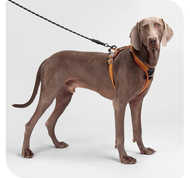 S83bf85d3d7c447c0a56eba8b54437f93n - bestdoggylife.shop