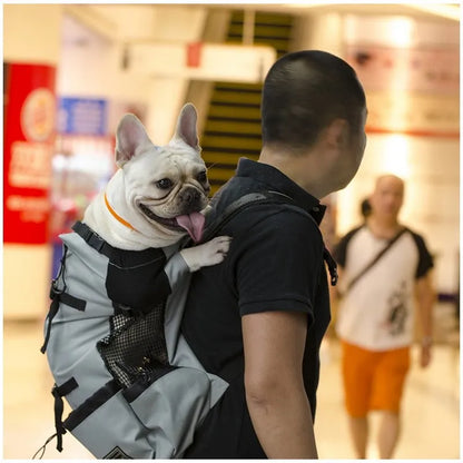 French bulldog in breathable dog carrier backpack on man’s back during outdoor travel and walking