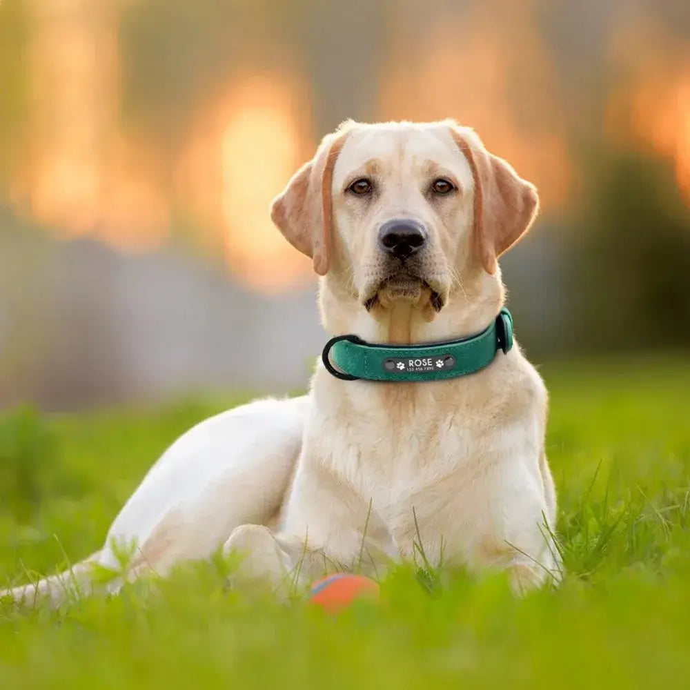 Personalized leather dog collar on a Labrador in grass, custom name ID tag collar for small to large dogs