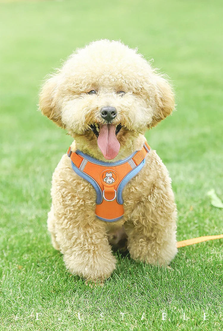 Cute small dog wearing adjustable reflective dog vest harness, orange and blue pet vest for safe walking and comfort