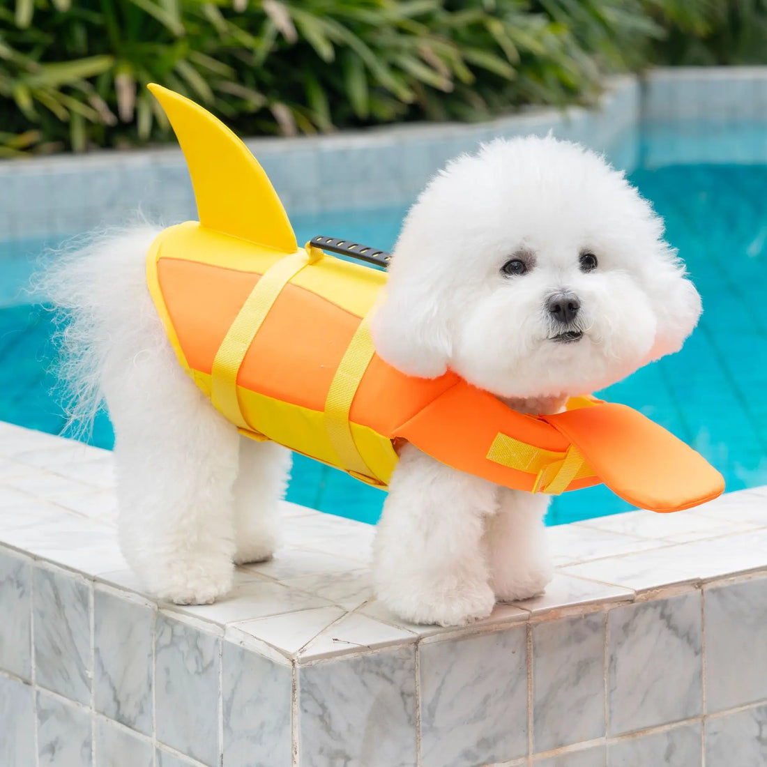 White dog wearing orange and yellow dog life jacket pool swim safety vest