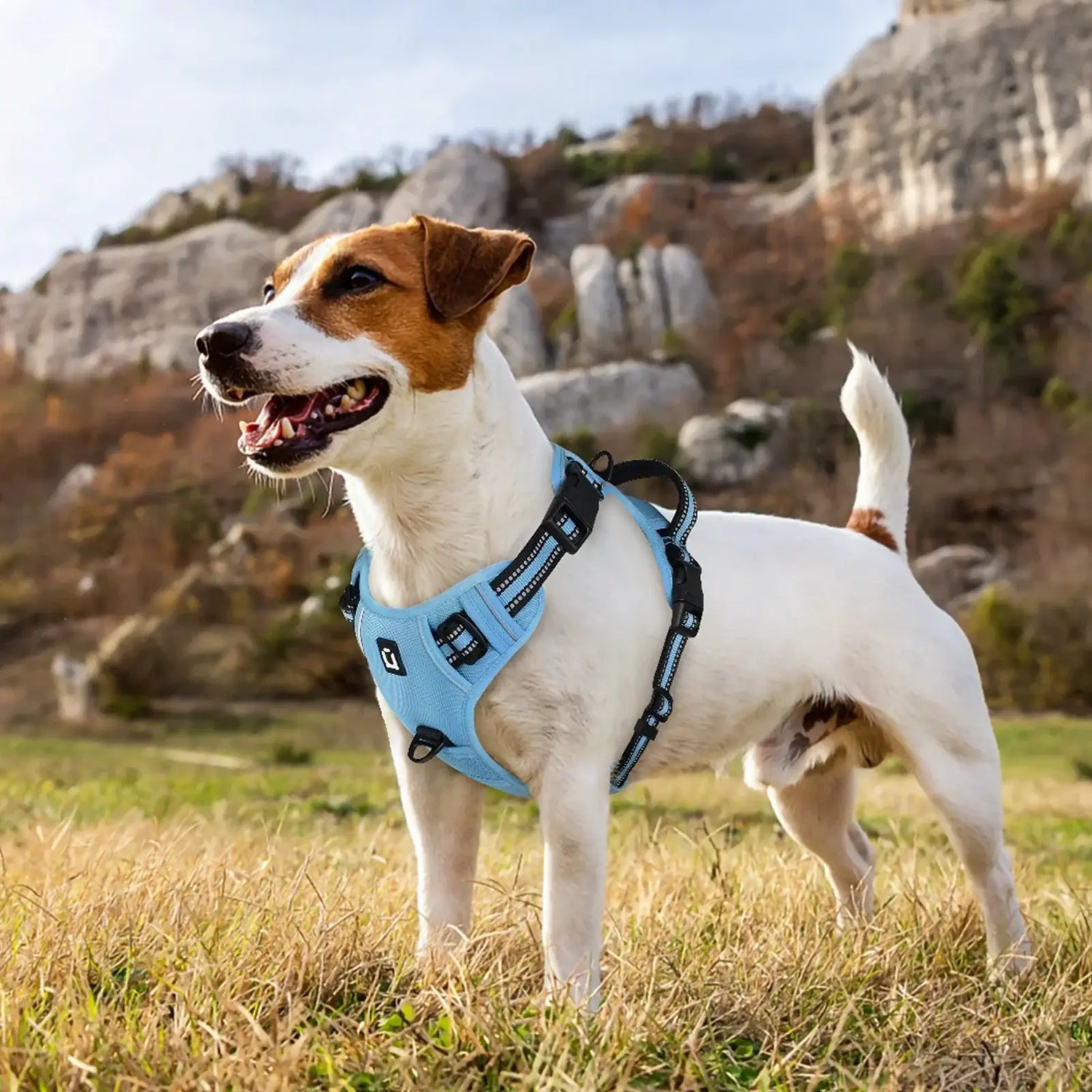 escape proof no pull dog harness and leash combo, reflective padded blue vest harness on a dog outdoors