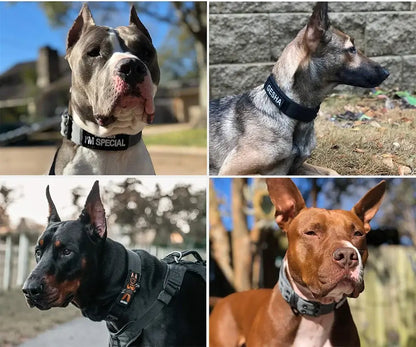 tactical dog collar on medium and large dogs for training, walking, and outdoor working use