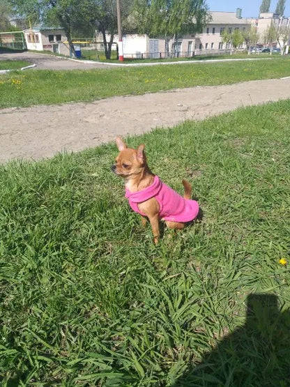 S916e044643794da5852348ff15337a2br - bestdoggylife.shop
