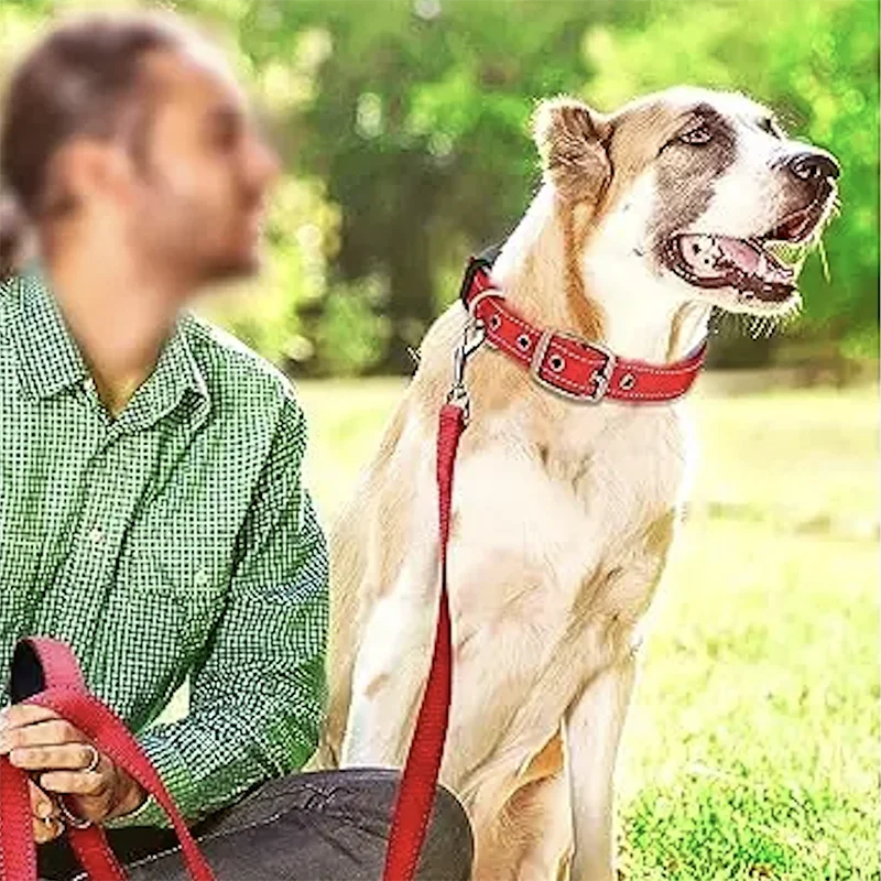 S980ec1f59c5a4de590b07ba0e4e03664c - bestdoggylife.shop